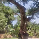 Dea Casa de Férias *